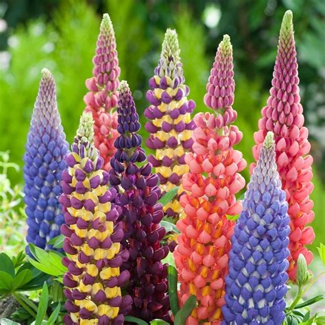 Kings Lupin Seeds (Lupinus Polyphyllus) | Lupine flowers, Garden types ...