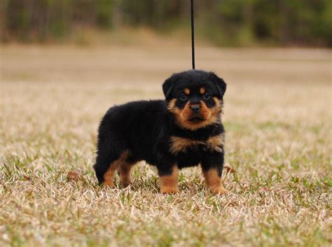 Miniature Rottweilers - Mississippi Rottweilers