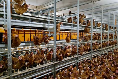 Natura Step XL: barn and free range egg production system with a large usable area - Big Dutchman