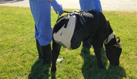 Brave Baby Cow Fights For Her Life On 3 Legs - The Dodo