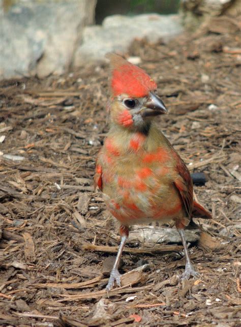 Baby Cardinal | Baby cardinals, Nature photography, Animals