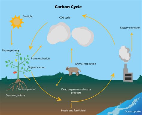 Which step is not involved in the carbon cycle?(a) Photosynthesis(b) Respiration(c ...