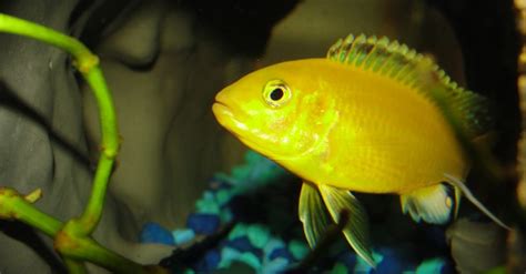 Electric Yellow Cichlid Care and Breeding - The Aquarium Club