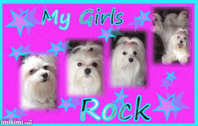 Tail Wagging | Maltese Dogs Forum : Spoiled Maltese Forums