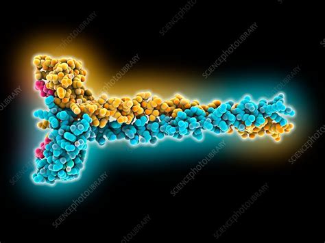 Zinc finger protein EEA1 - Stock Image - C035/5407 - Science Photo Library