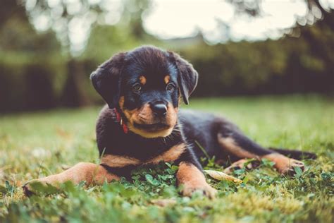 400+ of the Best Rottweiler Dog Names Labrottie