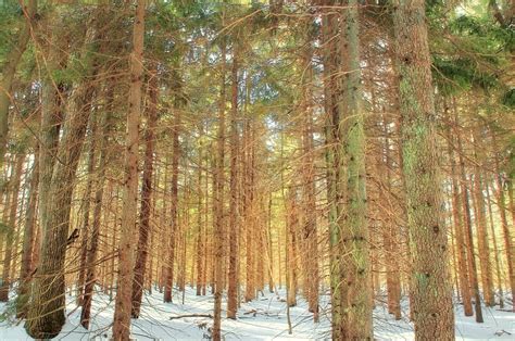 Species Spotlight - Pinus resinosa - Edge Of The Woods Native Plant ...