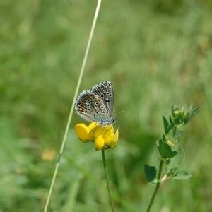 Adonis blue - Facts, Diet, Habitat & Pictures on Animalia.bio