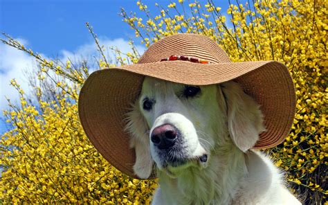 Summer Golden Retrievers Wallpapers - Wallpaper Cave