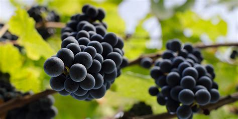 Cinsault Wine Tasting Guide & Pairing Tips :: WineCoolerDirect.com