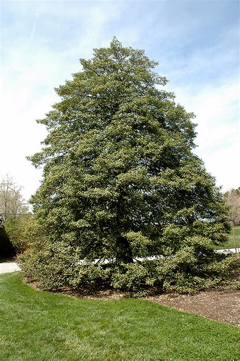 American Holly (Ilex opaca) in Fayetteville Springdale Rogers ...