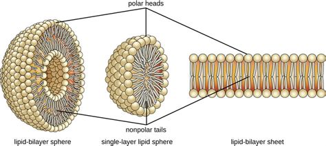 True or False: Phospholipids Have Hydrophilic and Hydrophobic Regions