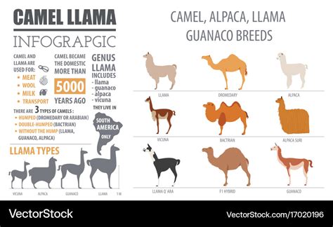 Camel llama guanaco alpaca breeds infographic Vector Image