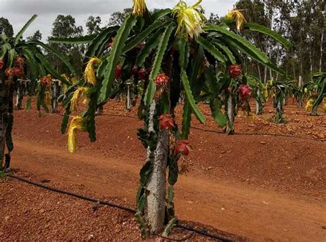 Dragon Fruit Farming Profit, Cost, Yield, Project Report | Agri Farming