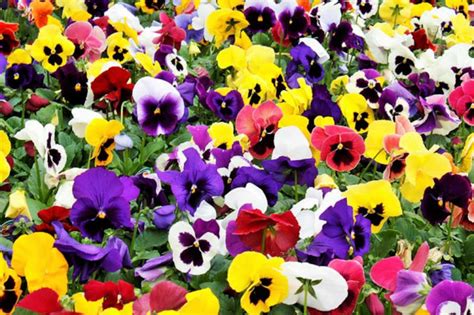 Pansy Winter Mix Colors 100 Seeds GMO Free | Etsy