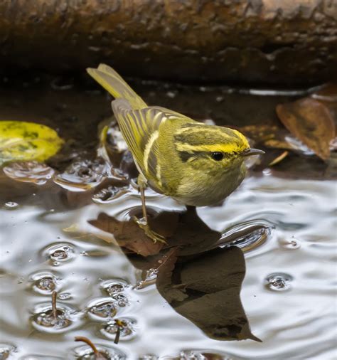 eBird Checklist - 9 Jan 2023 - 天马山 (Tianma Mountain) - 18 species