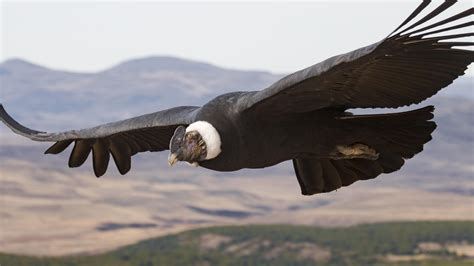 Scientists tracked a soaring condor for 100 miles and it didn't flap ...