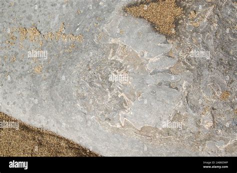 Fossils, Lyme Regis 301013 Stock Photo - Alamy