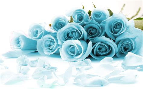 Blue and White Rose Wallpapers - Top Free Blue and White Rose ...