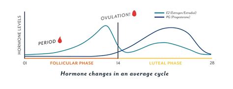 Follicular Phase: What It Is and How it Impacts You