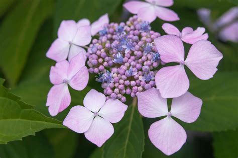 How to Grow and Care for Lacecap Hydrangea