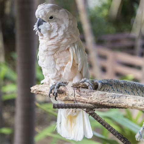 Moluccan Cockatoo Bird Species Profile