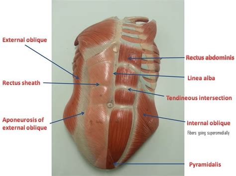 Abdominal muscles Lumbosacral Plexus Gluteal region (28 min) - Video | FPornVideos.com