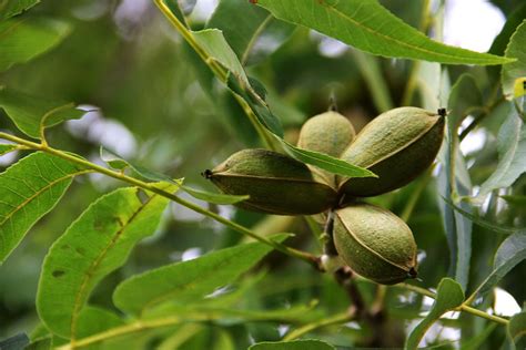 Nut Trees for the Southern Plains - Fine Gardening