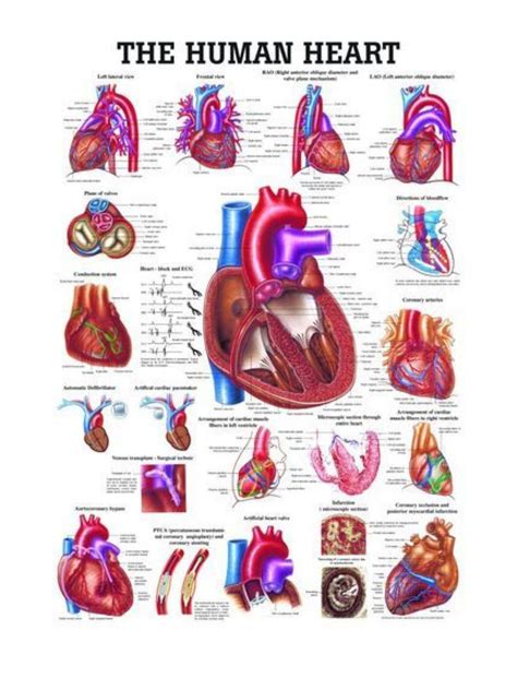 Human heart anatomy – Artofit