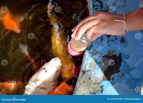 Feed the fish in the pond. stock photo. Image of pond - 107931432