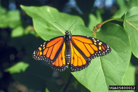 monarch butterfly (Danaus plexippus)