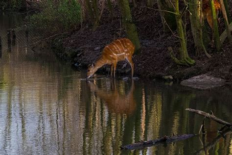 animal, drink, water, reflection, animal themes, one animal, animals in the wild, animal ...