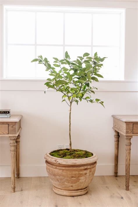 How to Grow a Lemon Tree Indoors - Fraiche Living