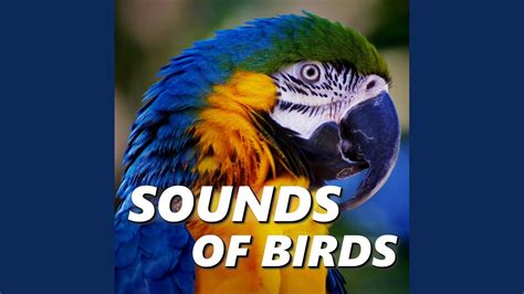 Bird Sound - YouTube Music