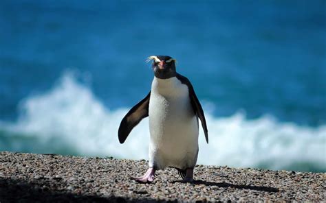 Where to See Penguins in New Zealand