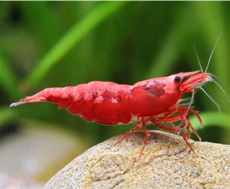 Freshwater Red Cherry Shrimp for sale at Arizona Aquatic Gardens