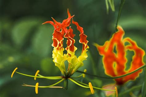 Flame Lily Flower Plant Gloriosa - Free photo on Pixabay - Pixabay