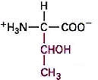 Bio Gallery: Threonine Structure