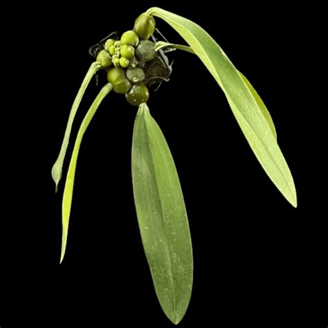 Bulbophyllum phalaenopsis (mounted) – Gardino Nursery