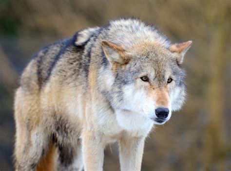 What is the Habitat of the Eurasian Wolf?