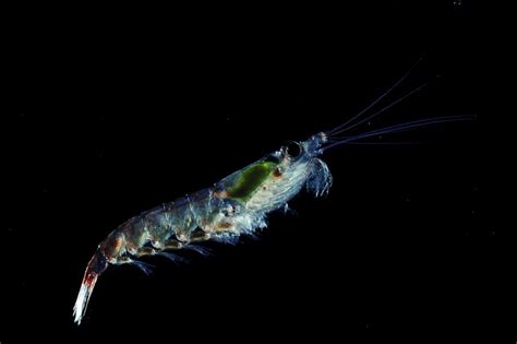 Everything You Need to Know About Krill