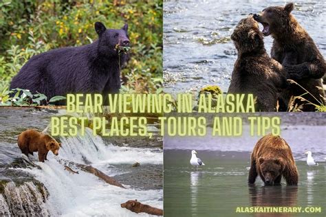 Bear Viewing in Alaska - Best Places, Tours & Tips