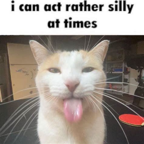 Silly Cat Memes: I Can Act Rather Silly at Times