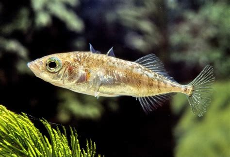 Espinosillo (Gasterosteus aculeatus) | Animales, Cayendo, Foto