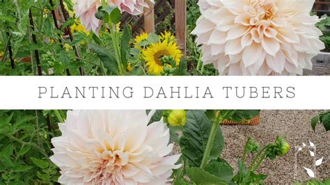 How to Plant Dahlia Tubers | Growing Dahlias | Gardening Tips | Tuber Planting - Gardening Chronicle