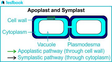 Apoplast and Symplast Pathway - Difference & Detailed Explanation