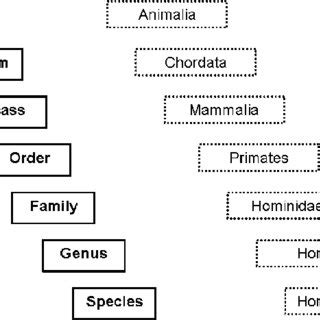 Taxonomy Classification For Humans