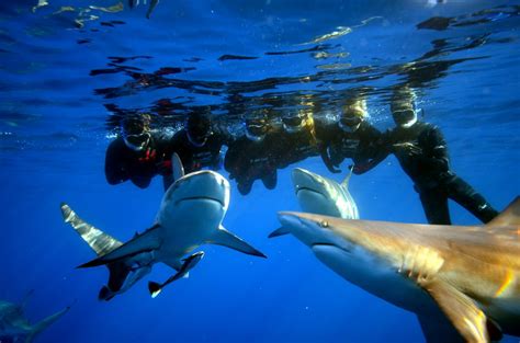 Snorkel With Sharks - Shark Cage Diving KZN - Durban Aliwal Shoal