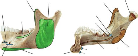 2 Muscles attached to mandible. (a) Buccal aspect and (b) lingual ...