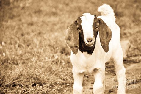 Baby Boer Goat Photograph by Cheryl Baxter | Fine Art America